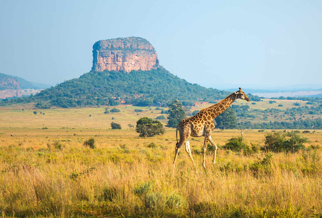 Sudafrica: Entabeni Safari Wildlife Reserve Sudafrica: Entabeni Safari Wildlife Reserve