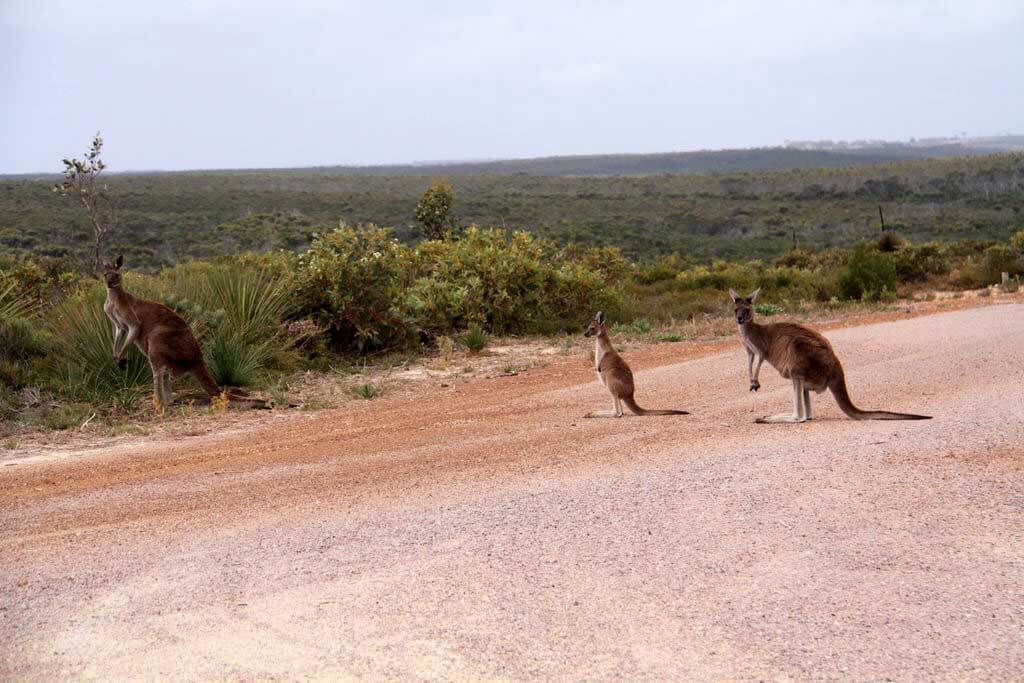 Parco Nazionale di Cape Arid : 