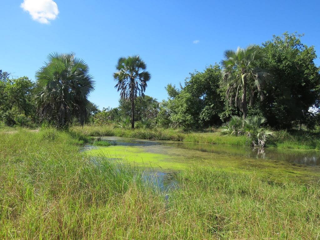 Parco Nazionale di Gorongosa : 