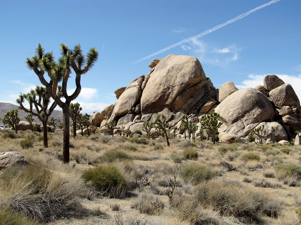 Parco Nazionale di Joshua Tree : 