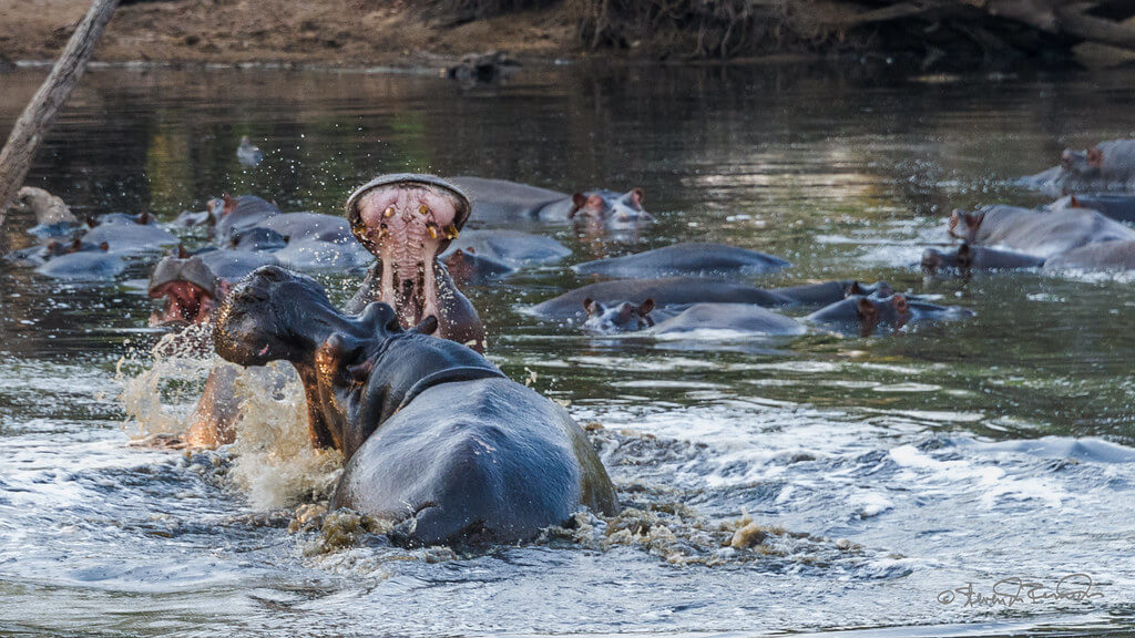 Parco Nazionale di Kafue :  Parco Nazionale di Kafue :