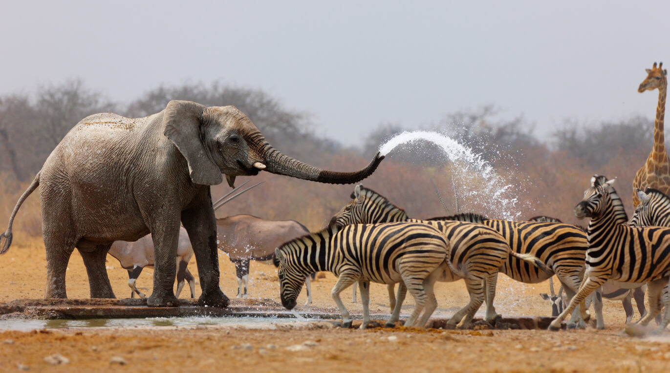 Parco nazionale di Etosha : Etosha Parco nazionale di Etosha : Etosha