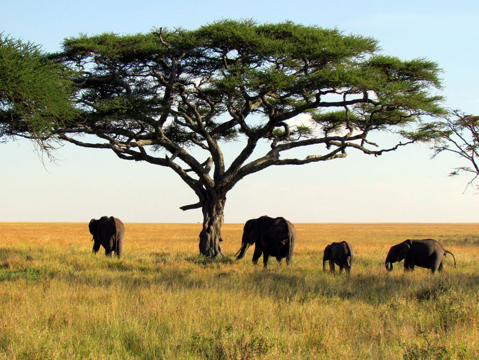 Parco Nazionale dell'Alto Niger : 