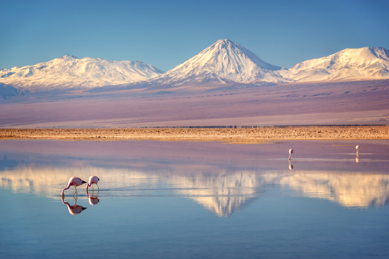 San Pedro de Atacama (deserto di Atacama) : Salar de Atacama