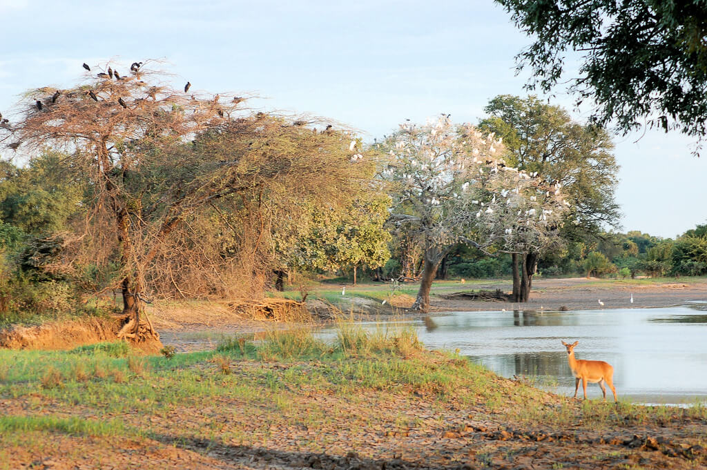 Parco Nazionale del Luangwa Meridionale : 