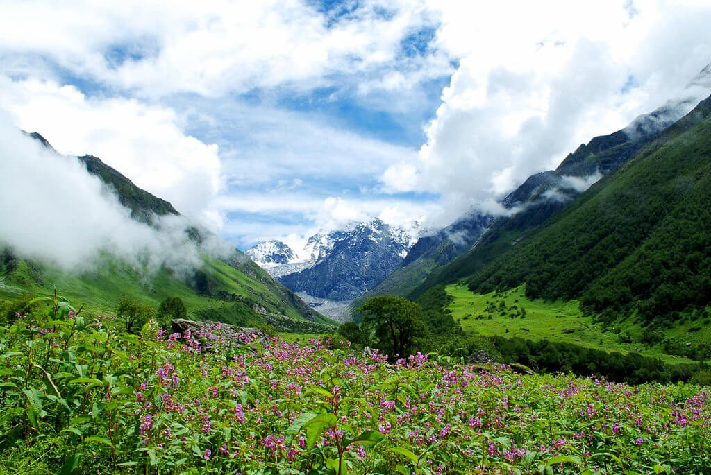 Parco nazionale della Valle dei Fiori (Uttrakhand) : 